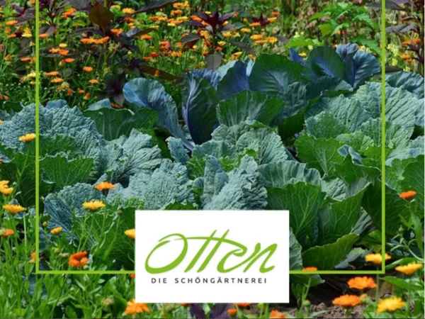 Bild 2: Gärtnerei Otten GbR